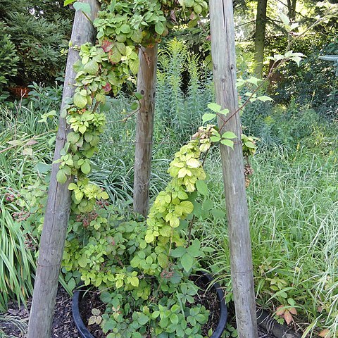 Rubus fuscus unspecified picture