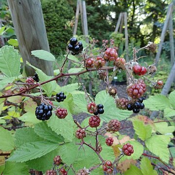 Rubus atrovinosus unspecified picture