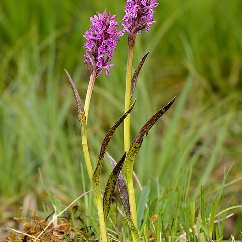 Dactylorhiza incarnata subsp. cruenta unspecified picture