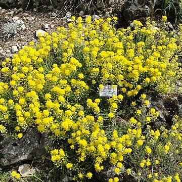 Alyssum cuneifolium unspecified picture