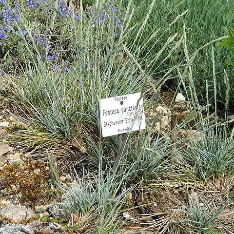 Festuca punctoria unspecified picture