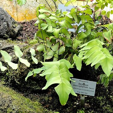 Adiantum macrophyllum unspecified picture