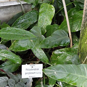 Philodendron perplexum unspecified picture