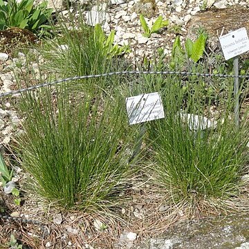 Festuca guestfalica unspecified picture