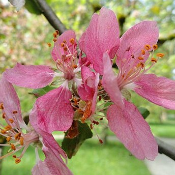 Malus prattii unspecified picture