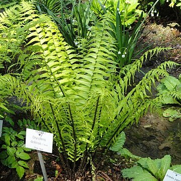 Dryopteris dickinsii unspecified picture