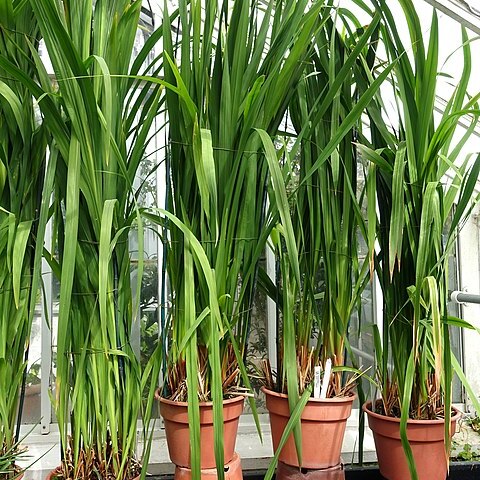 Watsonia marginata unspecified picture