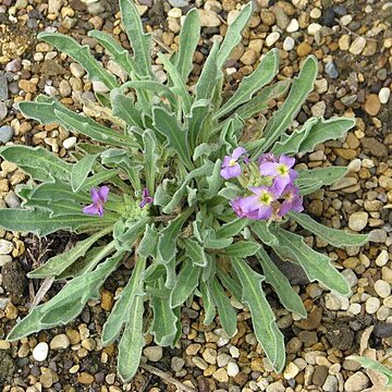 Matthiola montana unspecified picture