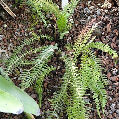 Blechnum maximum unspecified picture