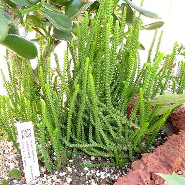 Crassula spathulata unspecified picture