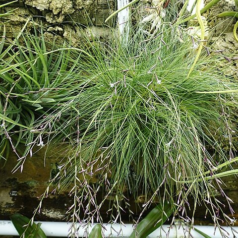 Tillandsia filifolia unspecified picture