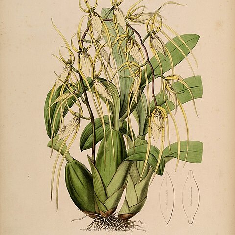 Brassia macrostachya unspecified picture