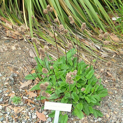 Lepechinia caulescens unspecified picture