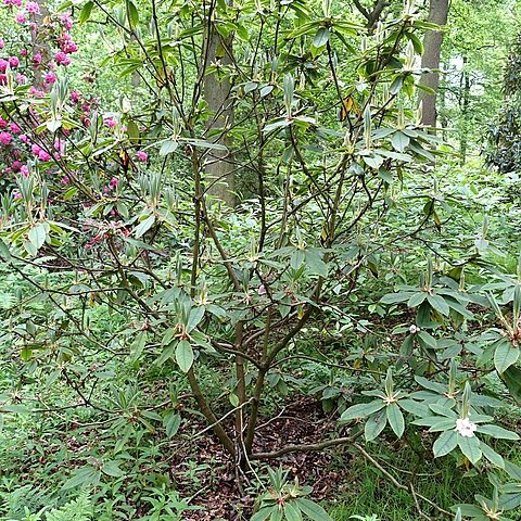 Rhododendron glischrum subsp. rude unspecified picture