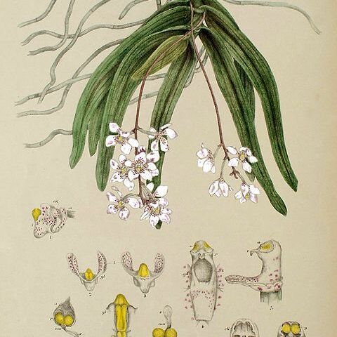 Sarcochilus fitzgeraldii unspecified picture