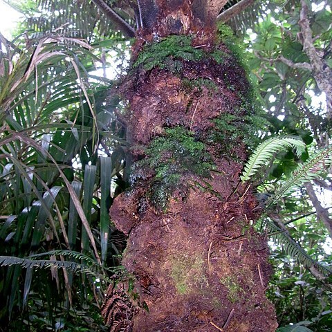 Cyathea howeana unspecified picture