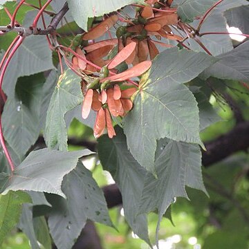 Acer acuminatum unspecified picture