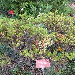 Arctostaphylos densiflora unspecified picture