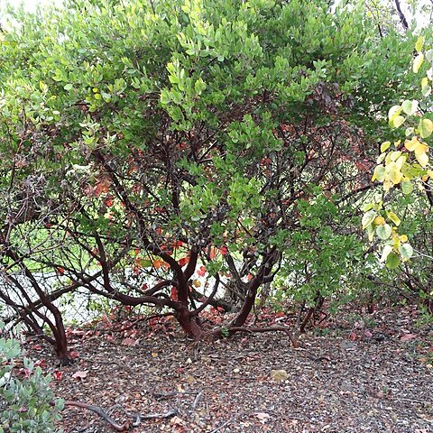 Arctostaphylos hispidula unspecified picture