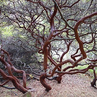 Arctostaphylos purissima unspecified picture