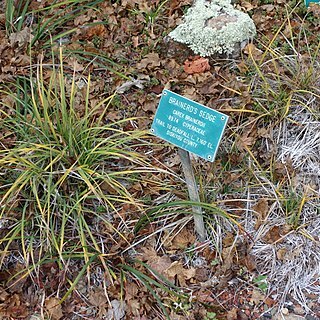 Carex brainerdii unspecified picture