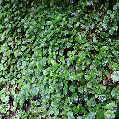 Hydrocotyle hitchcockii unspecified picture