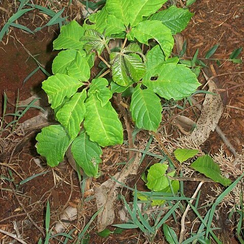 Vitex keniensis unspecified picture