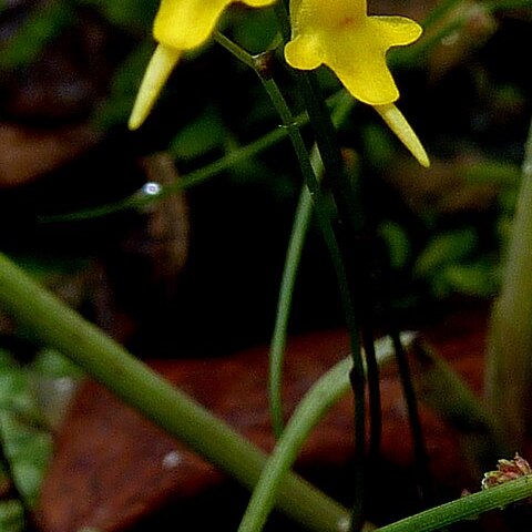 Utricularia pusilla unspecified picture