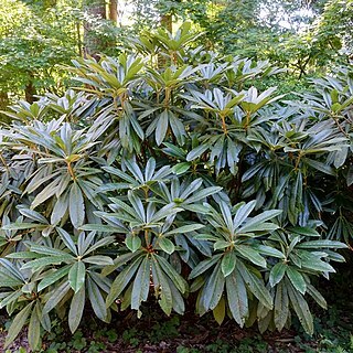 Rhododendron asterochnoum unspecified picture