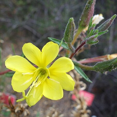 Oenothera wolfii unspecified picture