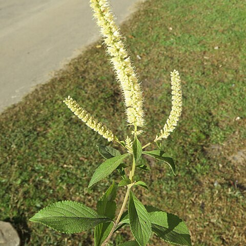 Elsholtzia fruticosa unspecified picture