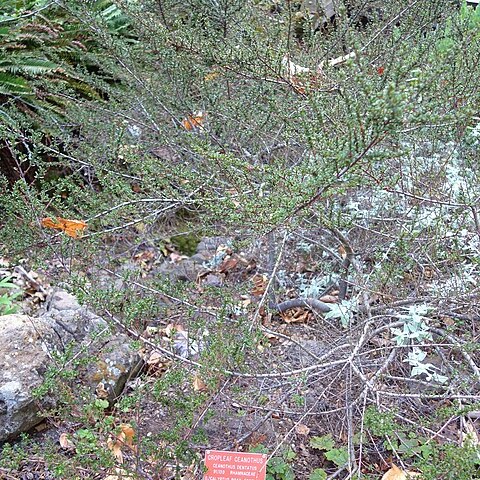 Ceanothus dentatus unspecified picture