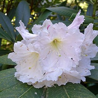 Rhododendron glanduliferum unspecified picture