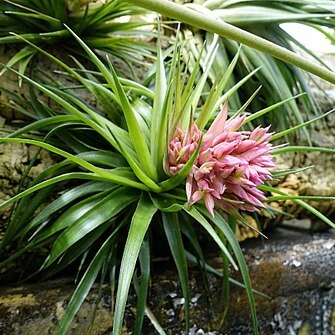 Tillandsia geminiflora unspecified picture