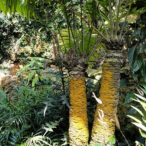 Zamia lindenii unspecified picture