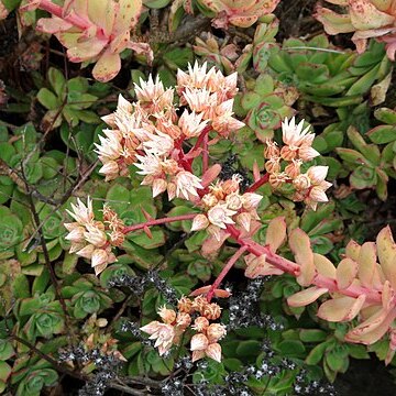 Aeonium castello-paivae unspecified picture