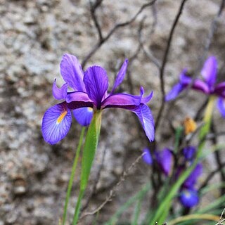 Iris boissieri unspecified picture