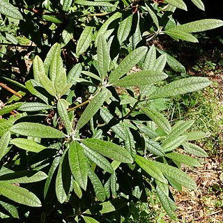 Rhododendron floribundum unspecified picture