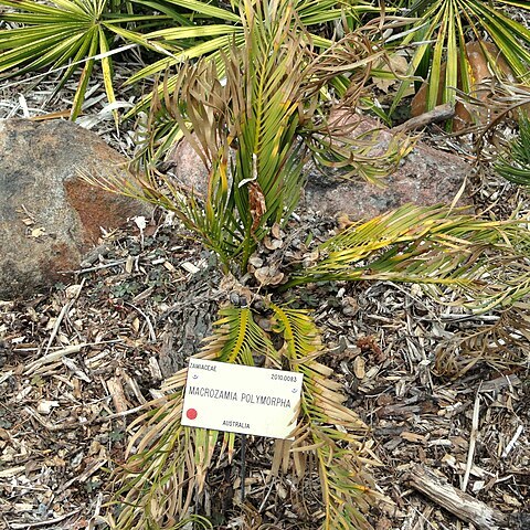 Macrozamia polymorpha unspecified picture