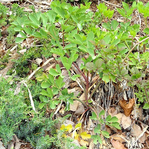 Peucedanum japonicum unspecified picture