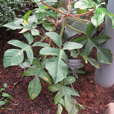 Philodendron squamiferum unspecified picture