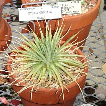 Dyckia odorata unspecified picture