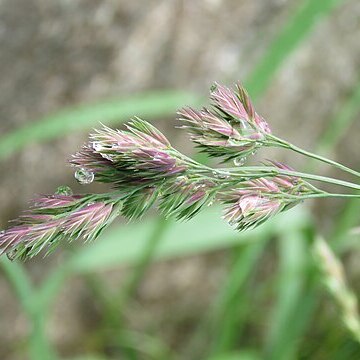 Calamagrostis emodensis unspecified picture