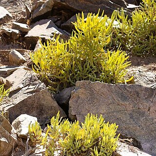 Cephalophyllum herrei unspecified picture