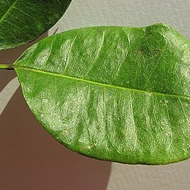 Zanthoxylum monogynum unspecified picture