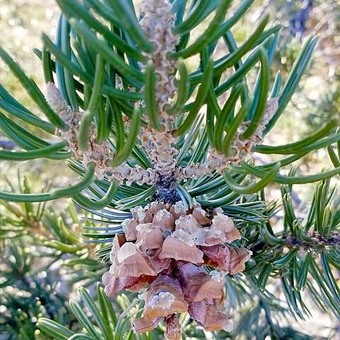 Pinus quadrifolia unspecified picture