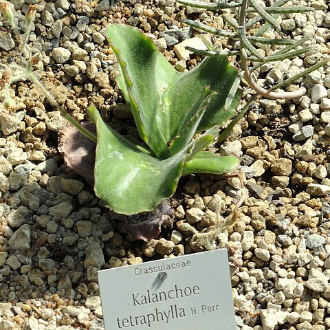 Kalanchoe tetraphylla unspecified picture