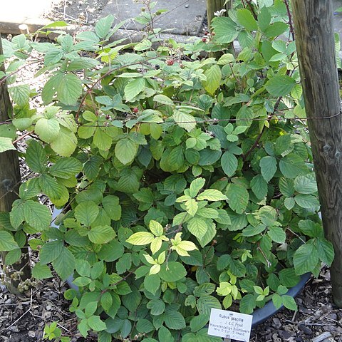 Rubus gracilis unspecified picture