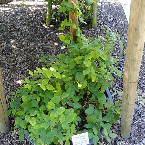 Rubus apricus unspecified picture