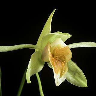 Coelogyne lycastoides unspecified picture